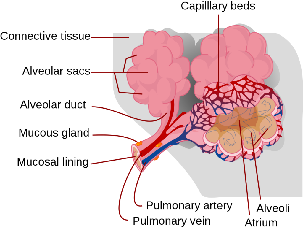 pulmonary alveoli