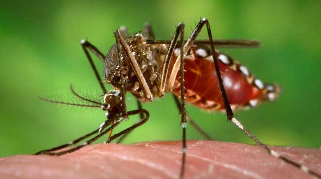 Dengue, Zika and Chikungunya