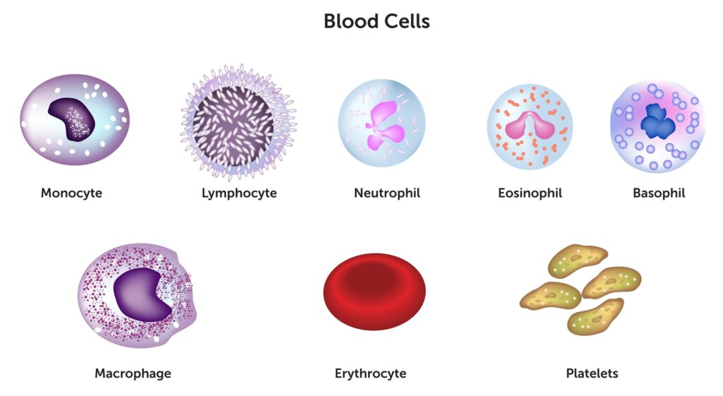 Types of body immune responses