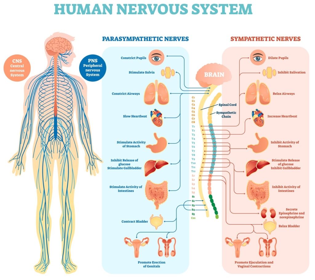 Nerves that make up the nervous system