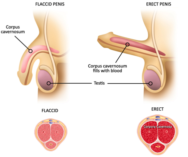 Penis erection mechanism