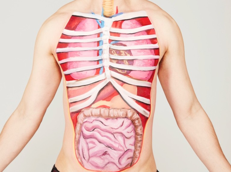 Main organs of the human body