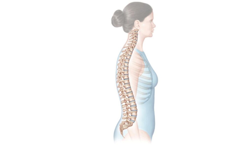 Spine joints allow for various body movements