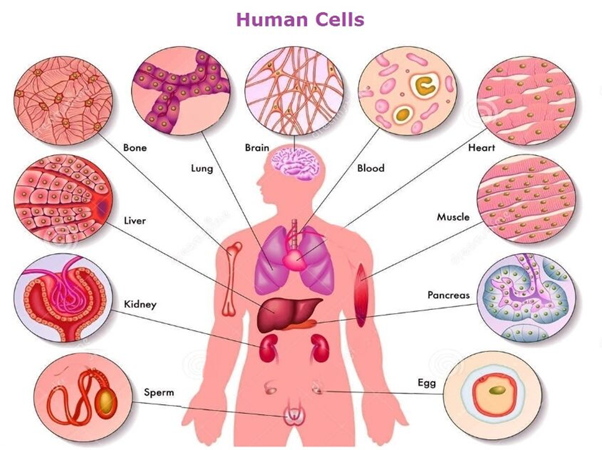 The human body is formed by several types of tissues