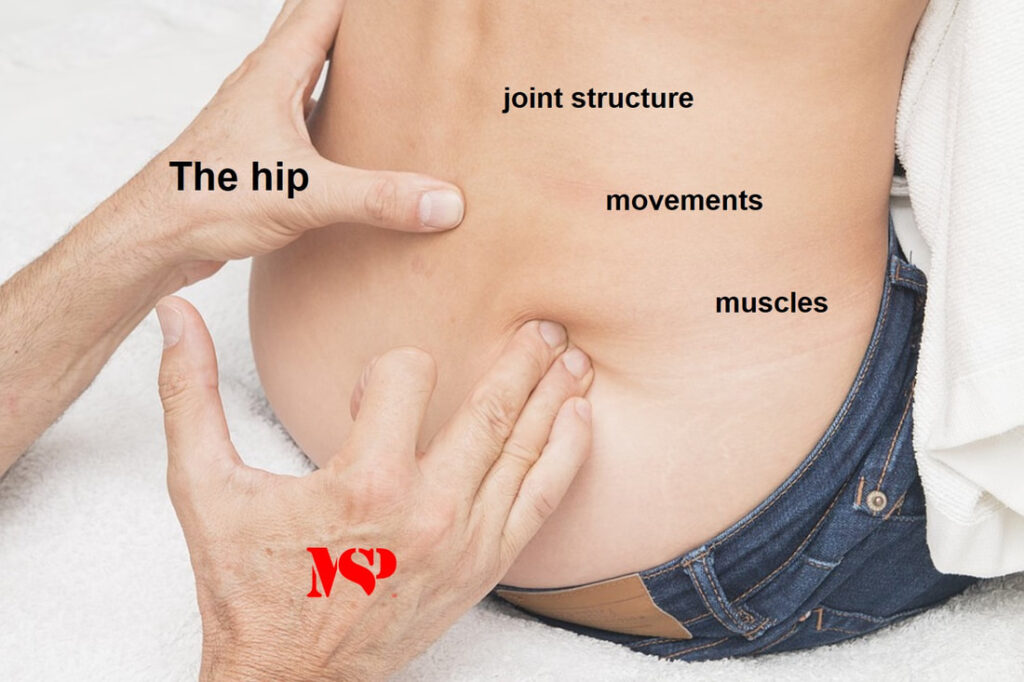 The hip joints are responsible for several movements