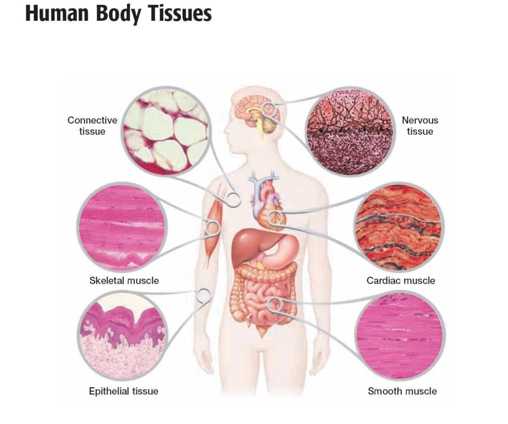 The Human Body cells