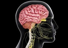 Central Nervous System