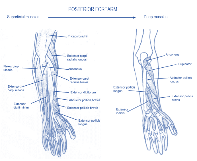 The elbow joints are responsible for the movement of the forearm.