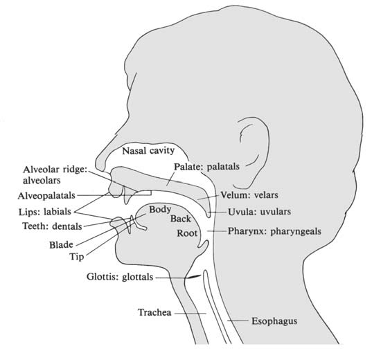 Elements that are part of the articulation