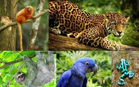 endangered animals in the amazon rainforest