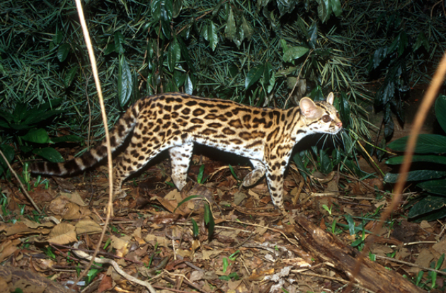 1. Maracajá cat ( Leopardus wiedii )