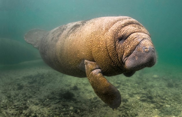 2. Amazonian Manatee ( Trichechus inunguis )