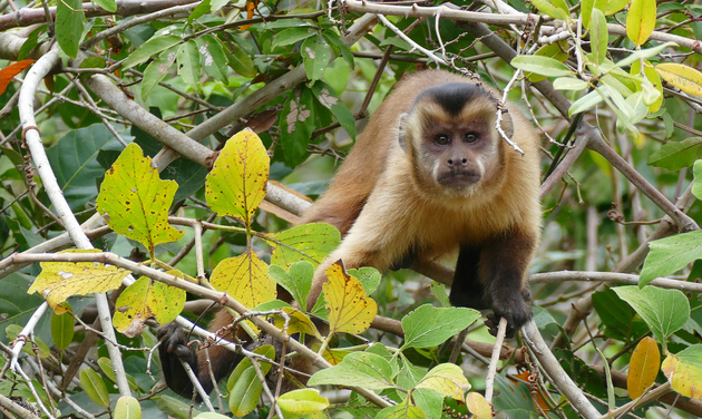 10. Capuchin monkey ( Sapajus cay )