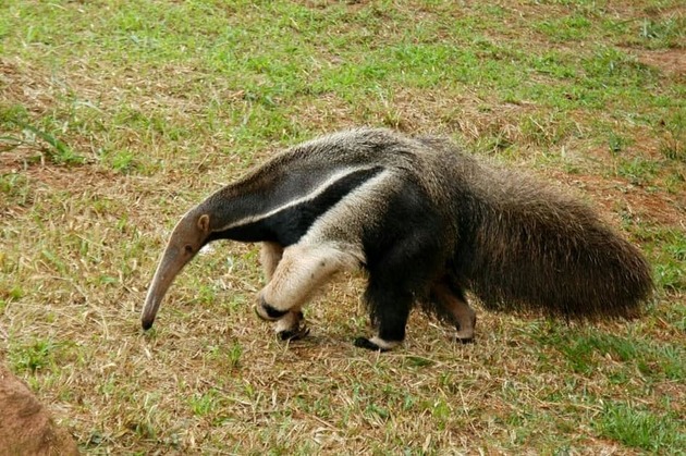 12. Giant anteater ( Myrmecophaga tridactyla )