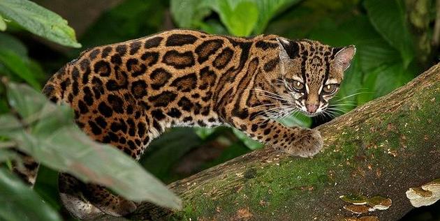 15. Bush cat ( Leopardus tigrinus )