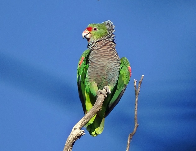 16. Purple-breasted Parrot ( Amazona vinacea )
