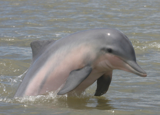 19. Gray dolphin ( Sotalia guianensis )