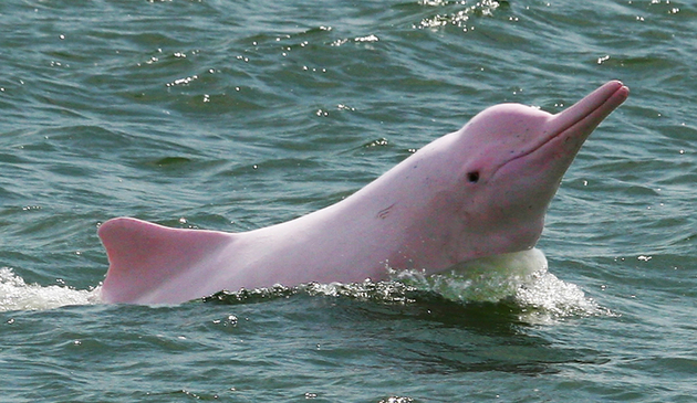 20. Pink dolphin ( Inia geoffrensis )