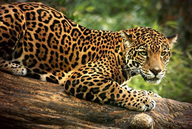 Endangered Animals in the Amazon Rainforest -