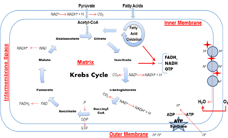 Representation of the mitochondria scheme