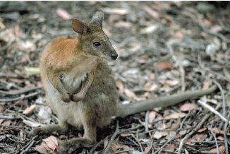 Kangaroo, symbol of exotic Australian fauna