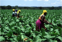 Tobacco farming in Zimbabwe