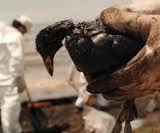 Bird seriously affected by the oil spill in the Gulf of Mexico