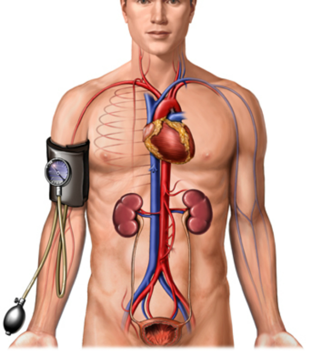 Blood pressure is related to blood flow