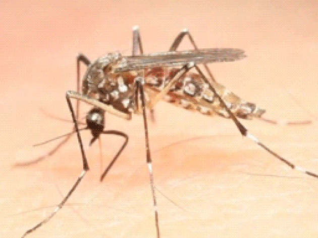 Dengue mosquito in contact with human blood