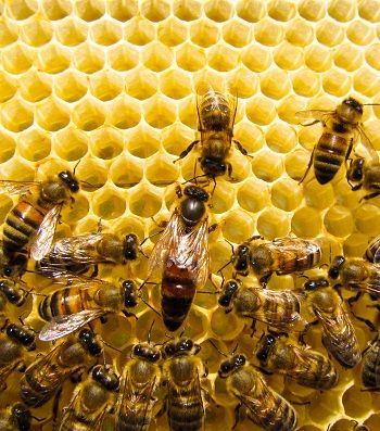 Queen bee surrounded by workers in the hive