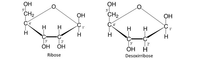 Structural formula of ribose and deoxyribose