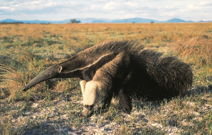 The giant anteater is one of the typical animals of the Cerrado fauna