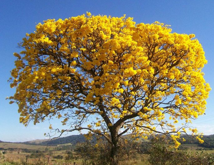 The yellow ipe is another symbol of Brazilian flora, found throughout the country