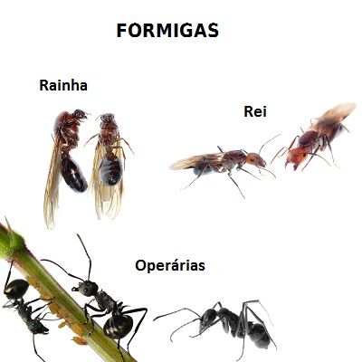 Varieties of a species of ant