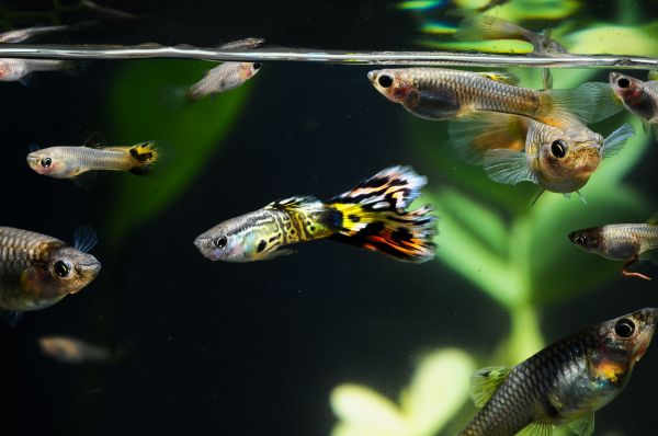 aquarium guppies fish
