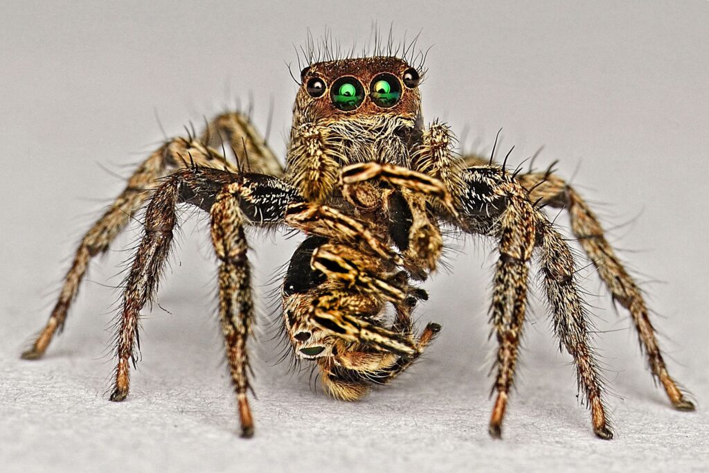female spider devouring male
