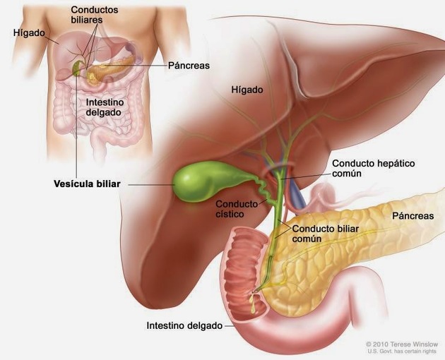 Anatomy of the gallbladder