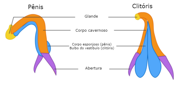 Comparison of the anatomy of the penis and clitoris