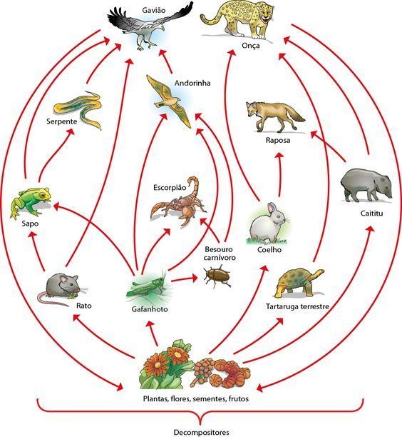 Example of food web