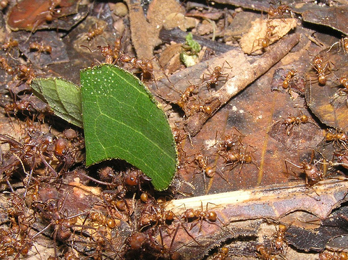 Leaf-cutting ants nourish a fungus with pieces of vegetables. In return, they feed on the fungus.