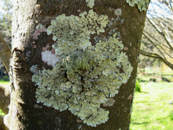 Lichens are formed by algae and fungi