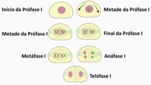prophase of mitosis vs meiosis