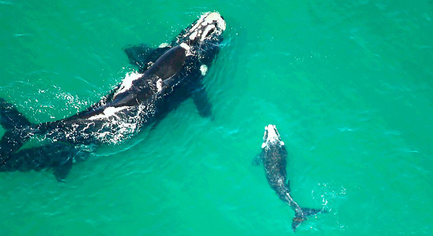 Right whale and its calf
