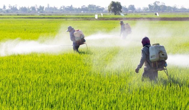 Rural workers using pesticides on plantations