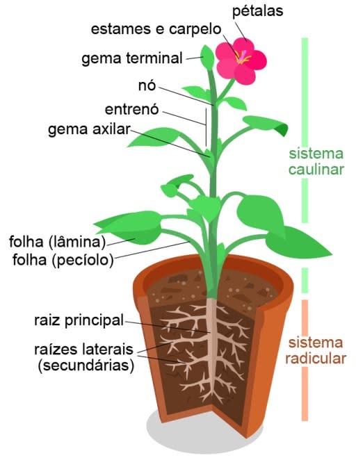 Structure of the stem system of a plant