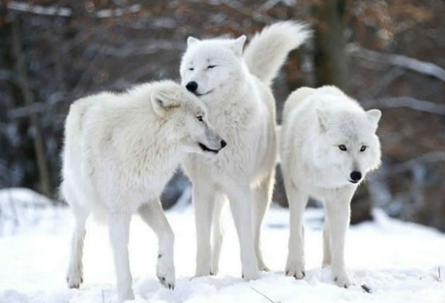 The Arctic Wolf ( Canis lupus arctos ) has white fur that helps in camouflage