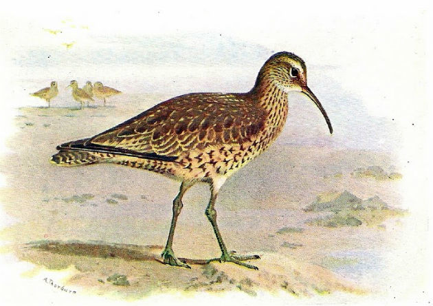 The Eskimo curlew is a migratory bird that has disappeared from Brazilian territory