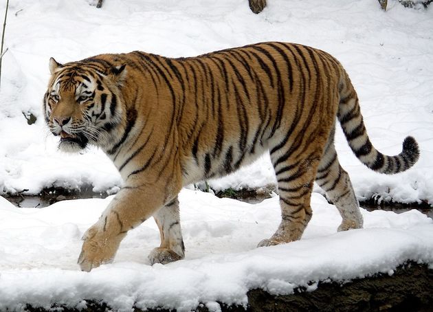 The Siberian tiger is the largest feline in nature