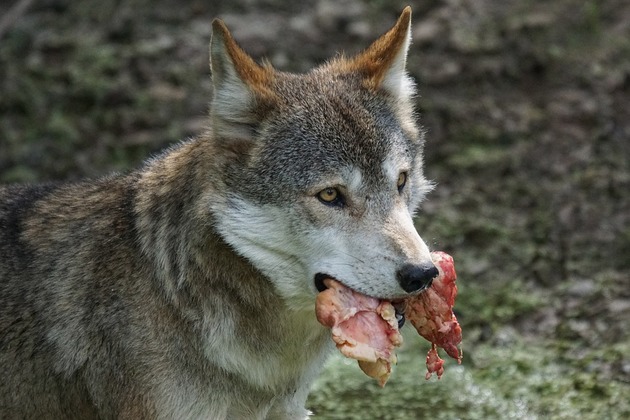 The gray wolf is an excellent predator
