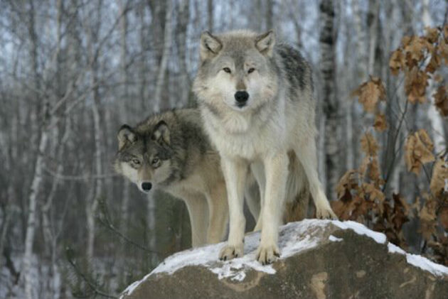 The gray wolf is found in the Northern Hemisphere